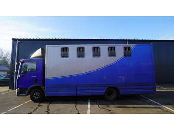 Camion chevaux MAN TGL 8.180